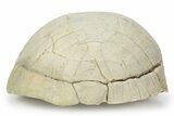 Inflated Fossil Tortoise (Stylemys) - South Dakota #235562-5